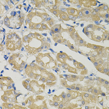 Immunohistochemistry - SLC30A1 Polyclonal Antibody 