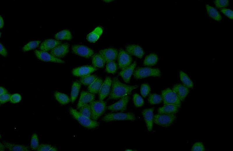 Immunofluorescent analysis of L02 cells using Catalog No:109562(CRIPT Antibody) at dilution of 1:50 and Alexa Fluor 488-congugated AffiniPure Goat Anti-Rabbit IgG(H+L)
