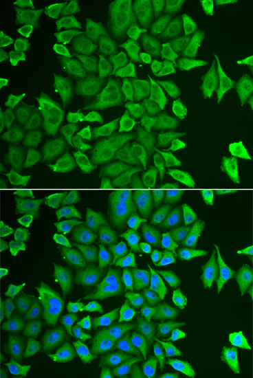 Immunofluorescence - APEH Polyclonal Antibody 