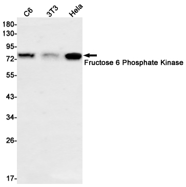 Western blot detection of Fructose 6 Phosphate Kinase in C6,3T3,Hela cell lysates using Fructose 6 Phosphate Kinase Rabbit mAb(1:1000 diluted).Predicted band size:85kDa.Observed band size:85kDa.