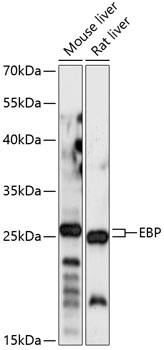 Western blot - EBP Polyclonal Antibody 