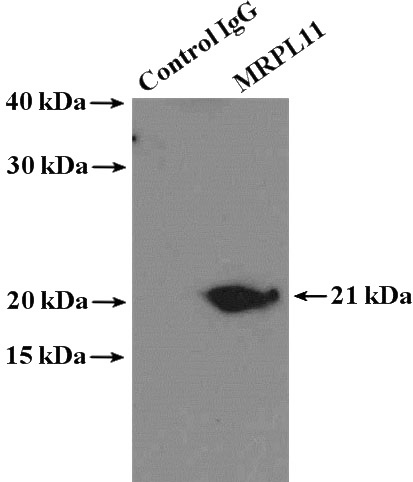 IP Result of anti-MRPL11 (IP:Catalog No:112810, 4ug; Detection:Catalog No:112810 1:1000) with mouse liver tissue lysate 4000ug.