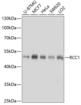 Western blot - RCC1 Polyclonal Antibody 