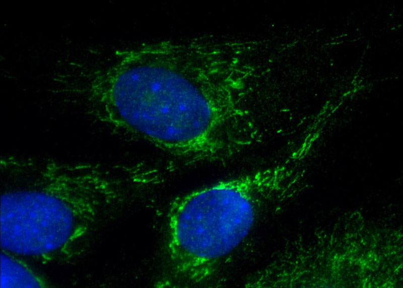 Immunofluorescent analysis of (-20oc Ethanol) fixed C2C12 cell using Catalog No:109277(CHRNA1 Antibody) at dilution of 1:50 and Alexa Fluor 488-congugated AffiniPure Goat Anti-Rabbit IgG(H+L)