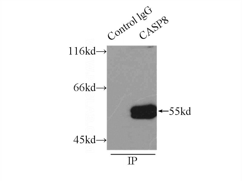 IP Result of anti-CASP8 (IP:Catalog No:108879, 3ug; Detection:Catalog No:108879 1:500) with HeLa cells lysate 2500ug.