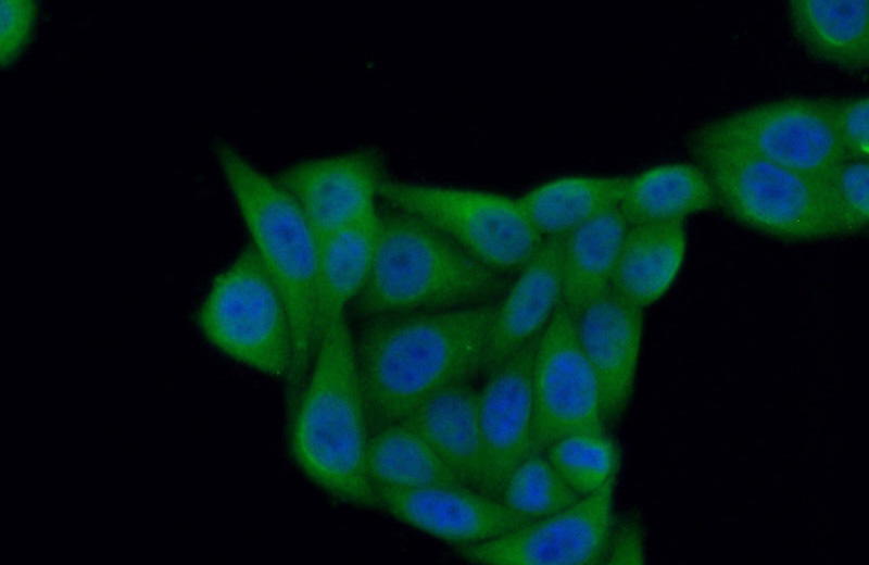 Immunofluorescent analysis of (10% Formaldehyde) fixed HepG2 cells using Catalog No:109080(CCS Antibody) at dilution of 1:50 and Alexa Fluor 488-congugated AffiniPure Goat Anti-Rabbit IgG(H+L)