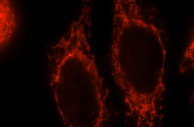Immunofluorescent analysis of HepG2 cells, using ATP5H antibody Catalog No:108355 at 1:25 dilution and Rhodamine-labeled goat anti-rabbit IgG (red).