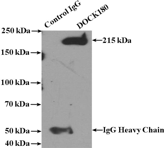 IP Result of anti-DocK1 (IP:Catalog No:109976, 4ug; Detection:Catalog No:109976 1:1000) with HeLa cells lysate 3200ug.
