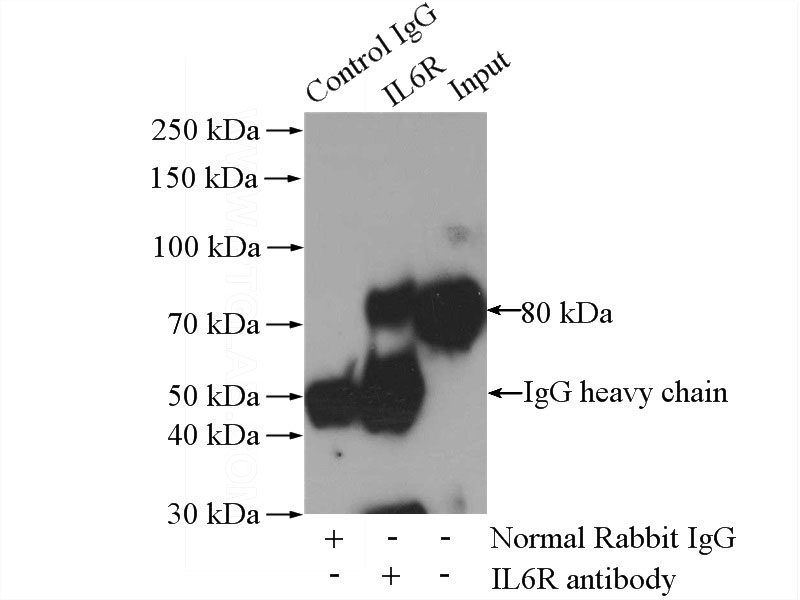 IP Result of anti-IL6R (IP:Catalog No:111749, 4ug; Detection:Catalog No:111749 1:500) with mouse spleen tissue lysate 4000ug.