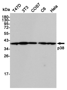 Western blot detection of p38 in T47D,3T3,COS7,C6 and Hela cell lysates using p38 Rabbit pAb (1:5000 diluted).Predicted band size:41KDa.Observed band size:41KDa.