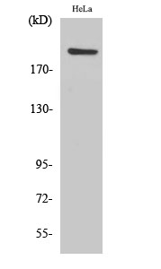 Fig1:; Western Blot analysis of various cells using PHF3 Polyclonal Antibody cells nucleus extracted by Minute TM Cytoplasmic and Nuclear Fractionation kit (SC-003,Inventbiotech,MN,USA).