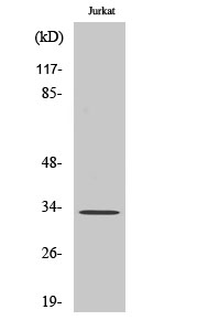Fig1:; Western Blot analysis of various cells using ELOVL1 Polyclonal Antibody diluted at 1: 1000