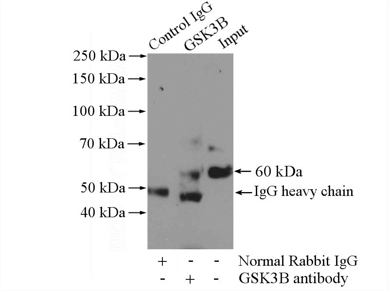 IP Result of anti-GSK3B (IP:Catalog No:111172, 4ug; Detection:Catalog No:111172 1:500) with mouse heart tissue lysate 4000ug.