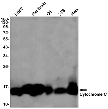 Western blot detection of Cytochrome C in K562,Rat Brain,C6,3T3,Hela cell lysates using Cytochrome C Rabbit pAb(1:1000 diluted).Predicted band size:12kDa.Observed band size:14kDa.