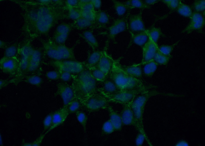 Immunofluorescent analysis of (-20oc Ethanol) fixed HEK-293 cells using Catalog No:114860(RTKN2 Antibody) at dilution of 1:50 and Alexa Fluor 488-congugated AffiniPure Goat Anti-Rabbit IgG(H+L)