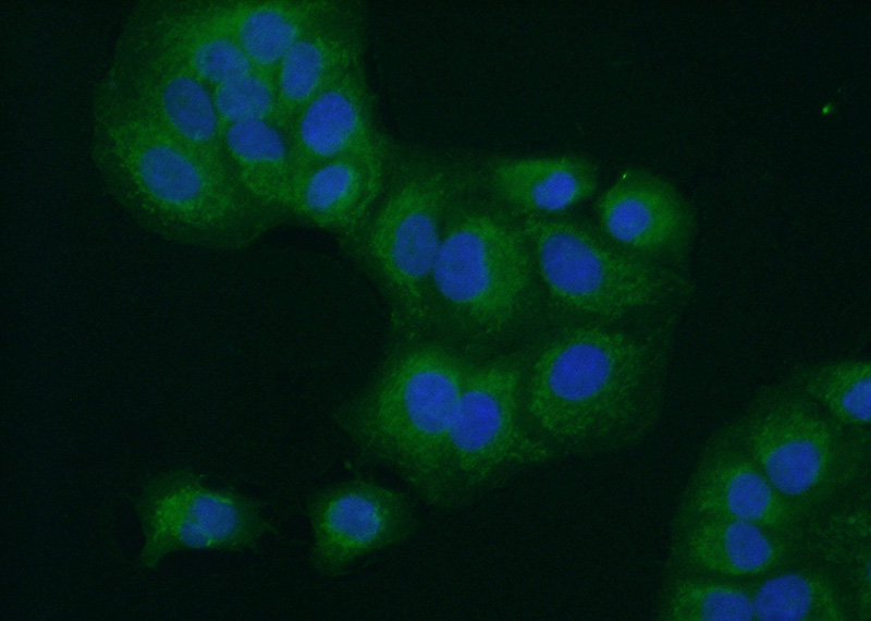 Immunofluorescent analysis of (10% Formaldehyde) fixed A549 cells using Catalog No:117111(BCS1L Antibody) at dilution of 1:50 and Alexa Fluor 488-congugated AffiniPure Goat Anti-Rabbit IgG(H+L)