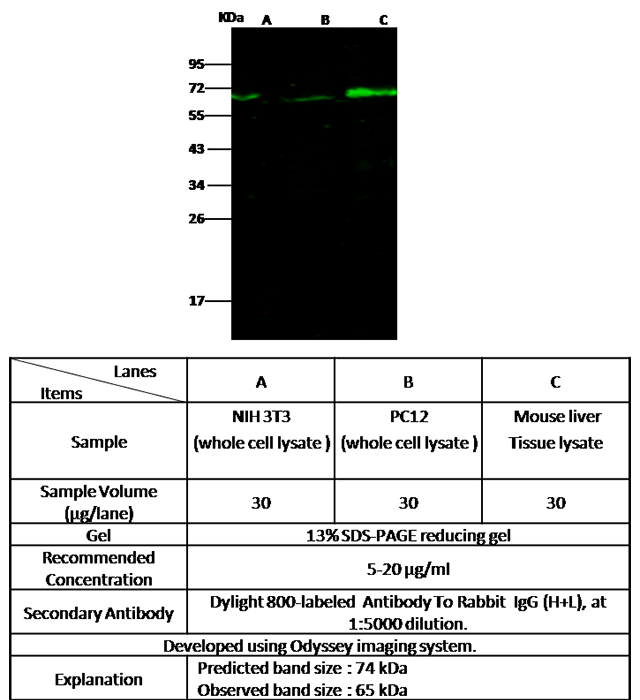 MMP2 / MMP-2 / CLG4A Antibody, Rabbit PAb, Antigen Affinity Purified, Western blot