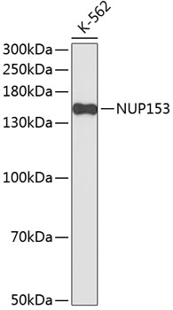 Western blot - NUP153 Polyclonal Antibody 