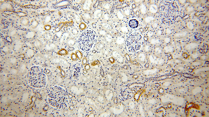 Immunohistochemical of paraffin-embedded human kidney using Catalog No:108300(ATP5L antibody) at dilution of 1:100 (under 10x lens)