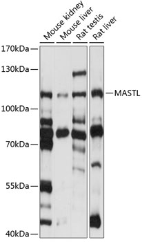 Western blot - MASTL Polyclonal Antibody 