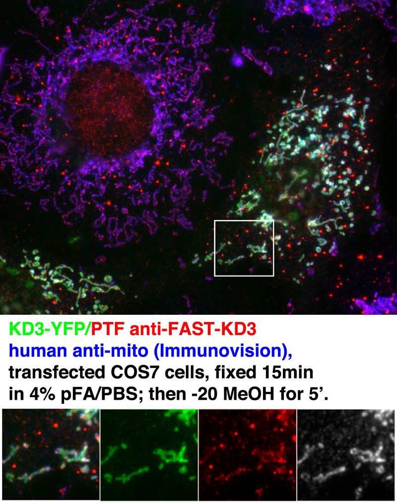 IF result of anti-FASTKD3 (Catalog No:110531, 1:200) with transfected COS7 cell by Dr. Nancy Kedersha.