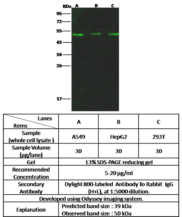 Protein HC / Bikunin / Ambp Antibody, Rabbit PAb, Antigen Affinity Purified, Western blot