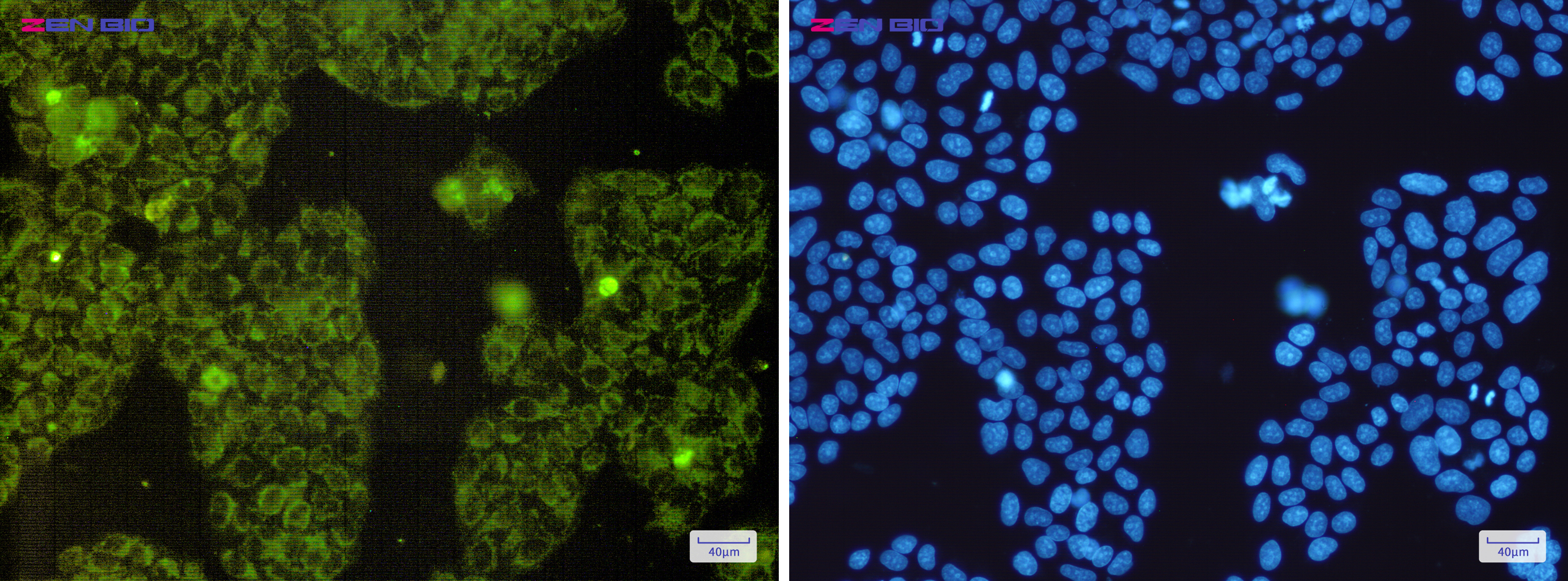 Immunocytochemistry of MTCO2(green) in Hela cells using MTCO2 Rabbit mAb at dilution 1/200, and DAPI(blue)