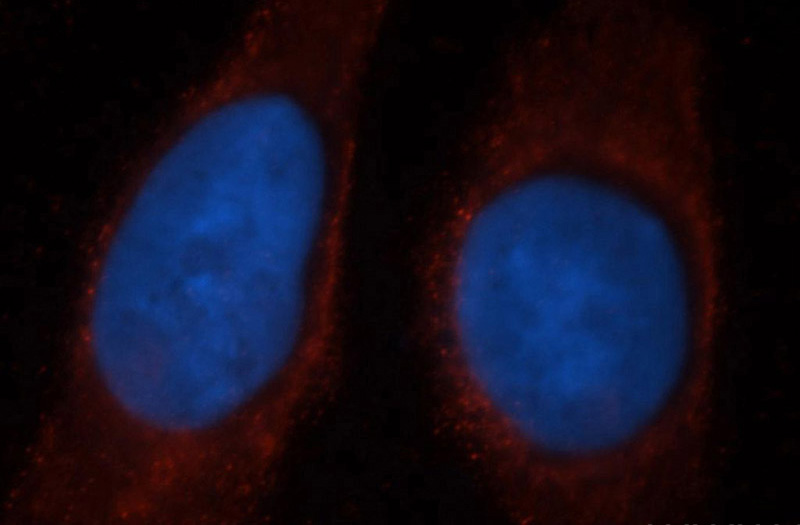Immunofluorescent analysis of MCF-7 cells, using GBP5 antibody Catalog No:110894 at 1:50 dilution and Rhodamine-labeled goat anti-rabbit IgG (red). Blue pseudocolor = DAPI (fluorescent DNA dye).