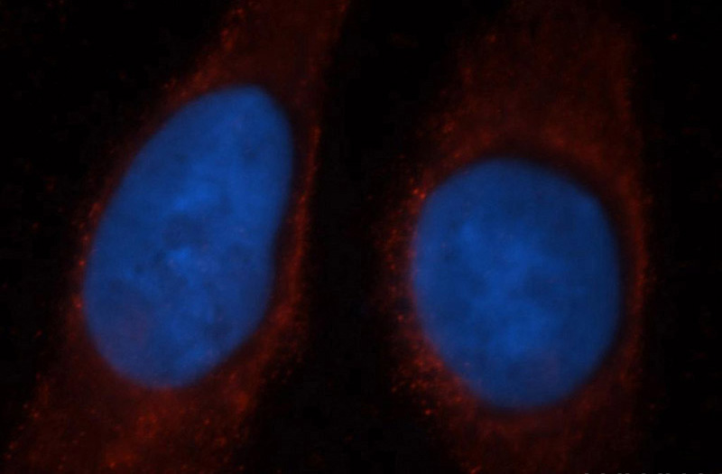 Immunofluorescent analysis of MCF-7 cells, using GBP5 antibody Catalog No:110894 at 1:50 dilution and Rhodamine-labeled goat anti-rabbit IgG (red). Blue pseudocolor = DAPI (fluorescent DNA dye).