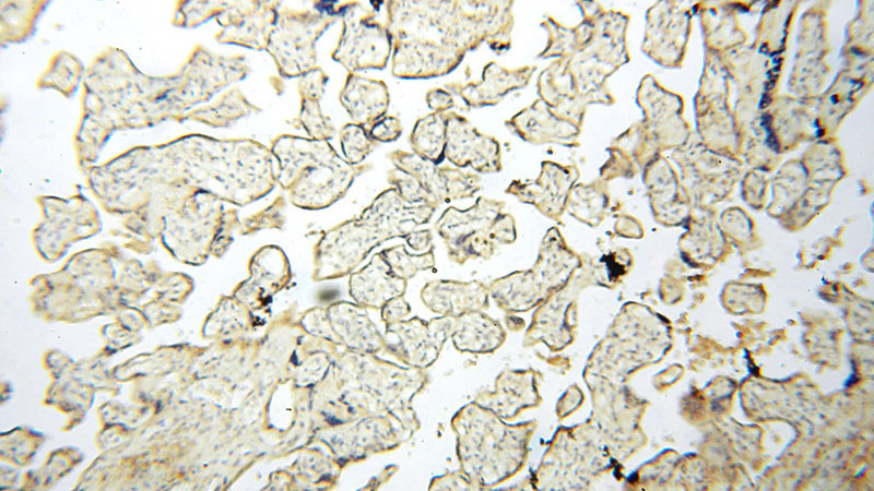 Immunohistochemical of paraffin-embedded human placenta using Catalog No:112464(MAN1A2 antibody) at dilution of 1:50 (under 10x lens)