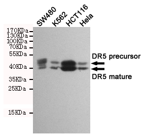 Western blot detection of DR5 in SW480,K562,HCT116 and Hela cell lysates using DR5 mouse mAb (1:1000 diluted).Predicted band size:40/48KDa.Observed band size:40/48KDa.