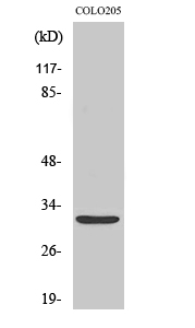 Fig1:; Western Blot analysis of various cells using Neurexophilin-4 Polyclonal Antibody