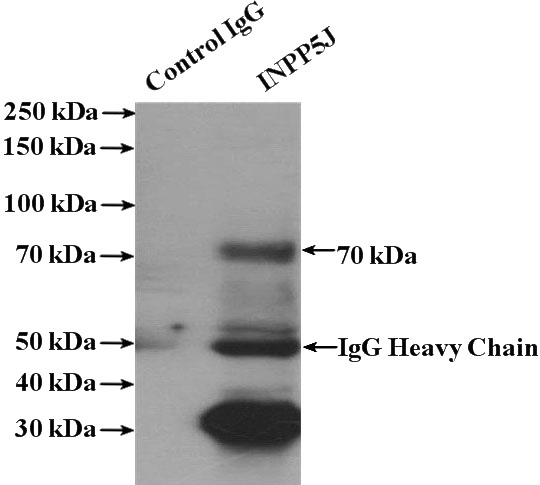 IP Result of anti-INPP5J (IP:Catalog No:111845, 4ug; Detection:Catalog No:111845 1:500) with mouse lung tissue lysate 4000ug.