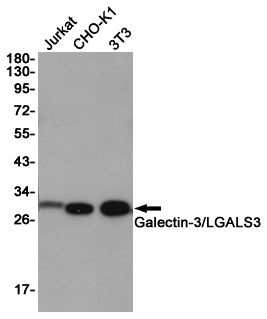 Western blot detection of Galectin-3/LGALS3 in Jurkat,CHO-K1,3T3 cell lysates using Galectin-3/LGALS3 (4B2) Mouse mAb(1:1000 diluted).Predicted band size:26KDa.Observed band size:28KDa.