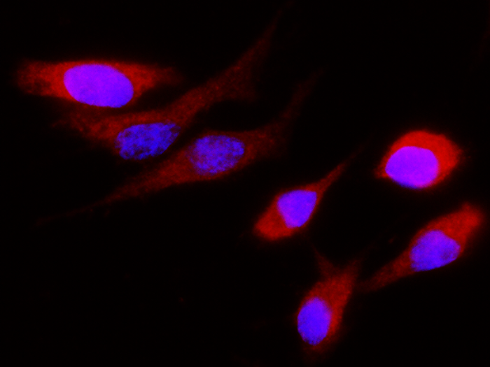 Cystatin S / CST4 Antibody, Rabbit MAb, Immunofluorescence