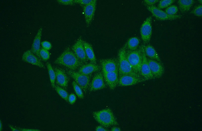 Immunofluorescent analysis of (-20oc Ethanol) fixed HepG2 cells using Catalog No:114522(RAE1 Antibody) at dilution of 1:50 and Alexa Fluor 488-congugated AffiniPure Goat Anti-Rabbit IgG(H+L)