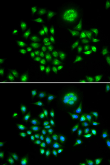 Immunofluorescence - AGFG1 Polyclonal Antibody 