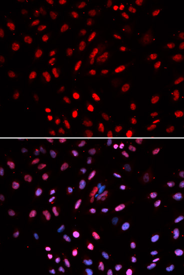 Immunofluorescence - POLD1 Polyclonal Antibody 