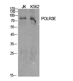 Fig1:; Western Blot analysis of various cells using POLR3E Polyclonal Antibody cells nucleus extracted by Minute TM Cytoplasmic and Nuclear Fractionation kit (SC-003,Inventbiotech,MN,USA).