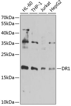 Western blot - DR1 Polyclonal Antibody 
