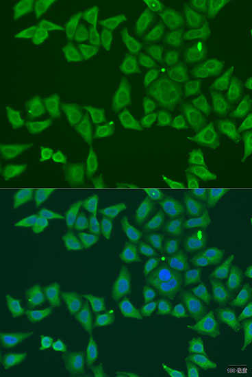 Immunofluorescence - FKBP2 Polyclonal Antibody 