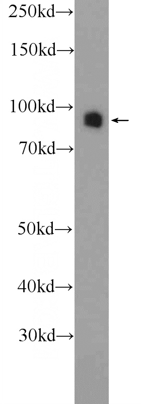 NIH/3T3 cells were subjected to SDS PAGE followed by western blot with Catalog No:110125(DVL2 Antibody) at dilution of 1:1000