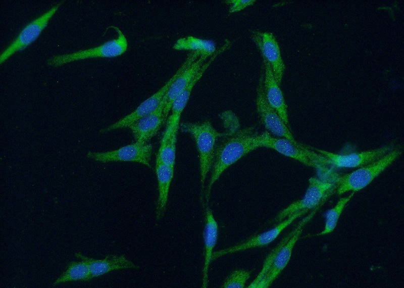 Immunofluorescent analysis of (-20oc Ethanol) fixed C6 cells using Catalog No:109105(CDC42 Antibody) at dilution of 1:50 and Alexa Fluor 488-congugated AffiniPure Goat Anti-Rabbit IgG(H+L)