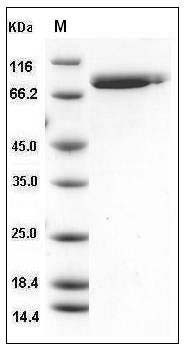 Human Lactotransferrin / LTF Protein (His Tag) SDS-PAGE