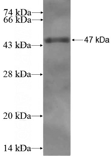 Recombinant Human PTGIS SDS-PAGE