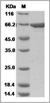 Human p38 delta / MAPK13 Protein (GST Tag) SDS-PAGE