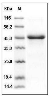 Human SerpinE1 / PAI-1 Protein (His Tag) SDS-PAGE
