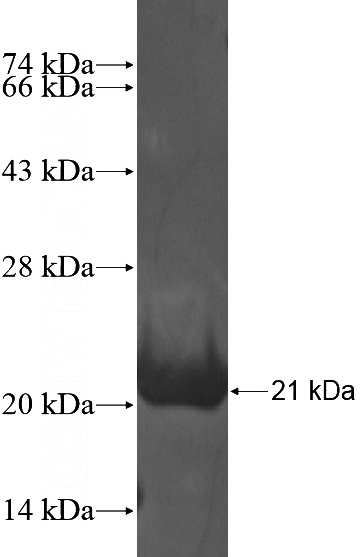 Recombinant Human TMEM132B SDS-PAGE