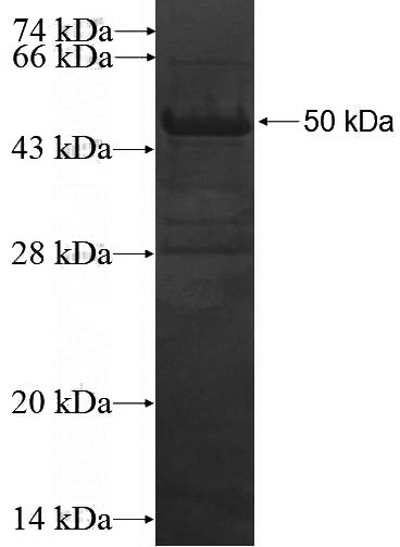 Recombinant Human MAVS; VISA SDS-PAGE