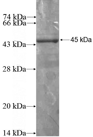 Recombinant Human AMT SDS-PAGE